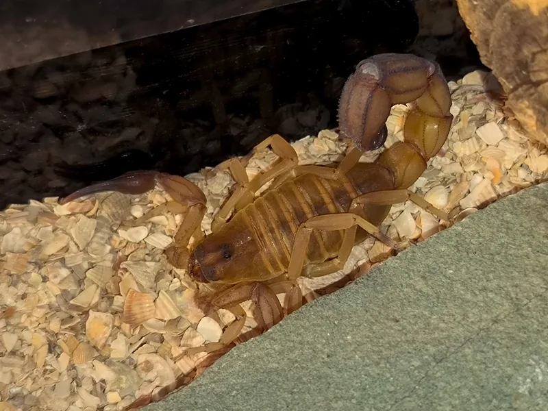 Южный толстохвостый скорпион Androctonus australis в зоопарке ТУМАН в Красноярске