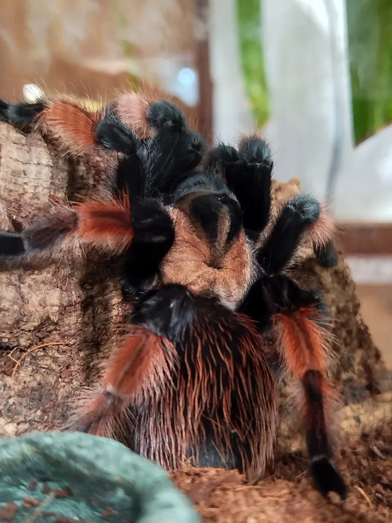 Красноногий птицеед Brachypelma emilia в зоопарке ТУМАН в Красноярске