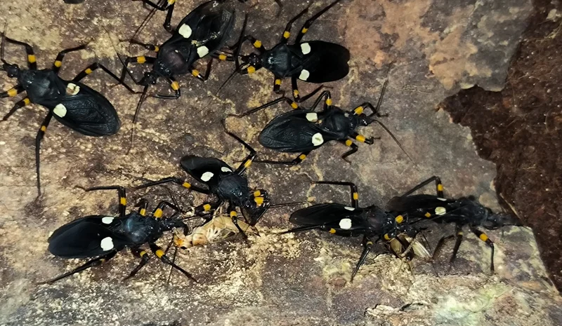 Двупятнистые клопы-хищнецы Platymeris biguttatus в зоопарке ТУМАН в Красноярске