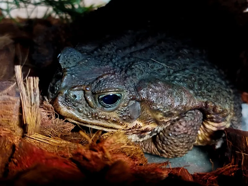 Жаба ага Rhinella marina в зоопарке ТУМАН в Красноярске