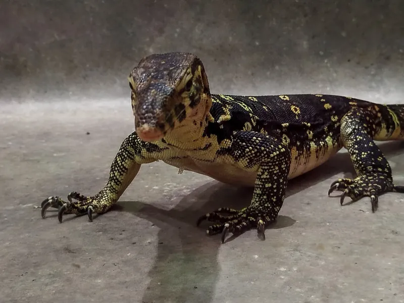 Водяной варан Varanus salvator в зоопарке ТУМАН в Красноярске